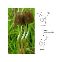 Magic Mushroom / Mushroom Grow Kit