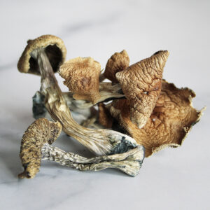 Buy Golden Teacher Magic Mushrooms